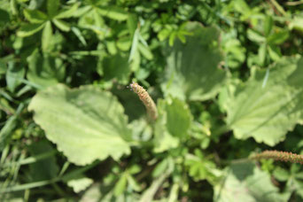 Les Plantes dans tous les sens-plantain majeur