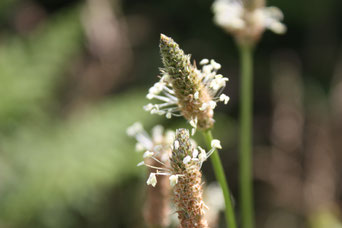 Plantain et légende