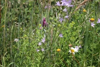 Campanule, marguerite, gaillet...