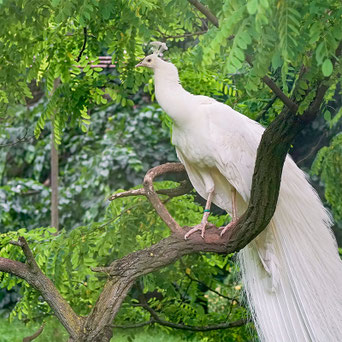 Weißer Pfau im Tierpark Herzberg