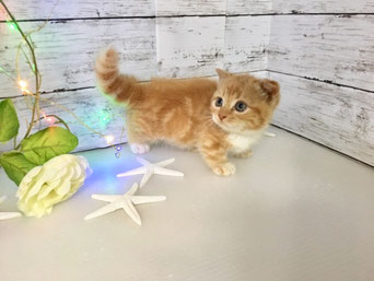 販売中の子猫 子猫の激安販売 関東 埼玉 猫の部屋セイワ