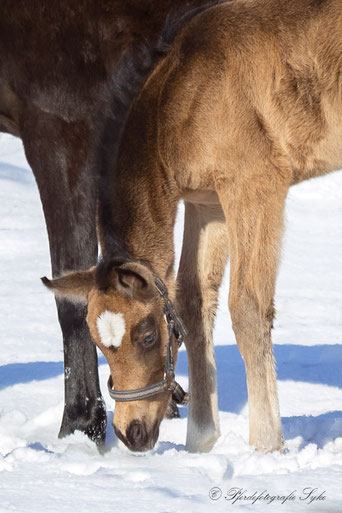 beiges Fohlen mit weißer Blesse steckt die Nase in den Schnee