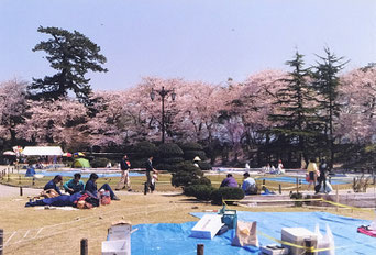 秋田・千秋公園の桜(1991年4月27日撮影)