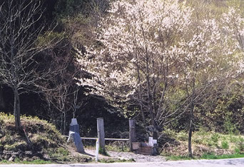 岩手・遠野(五百羅漢)の桜(1990年5月1日撮影)