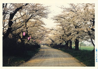 岩手・展勝地の桜祭り(1987年4月29日撮影)