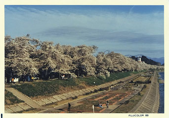 秋田角館の桜並木(1988年5月2日撮影)