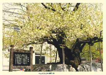 岩手・盛岡市内石割桜(1985年5月2日撮影)