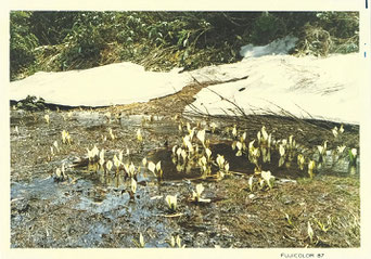 水芭蕉群落