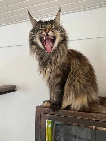 Cybercat's MINNESOTA