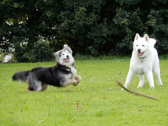 Archie Star und Aska - beide happy