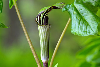 Jack-in-the-Pulpit (Arisaema triphyllum) a native plant in bloom at Distant Hill Gardens.
