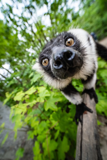 Fuji X-T3 - ISO1600 - f2.8 - 1/1000 Sek.