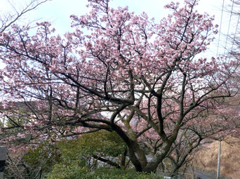 熱海桜