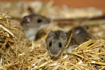 Hirschmaus Peromyscus