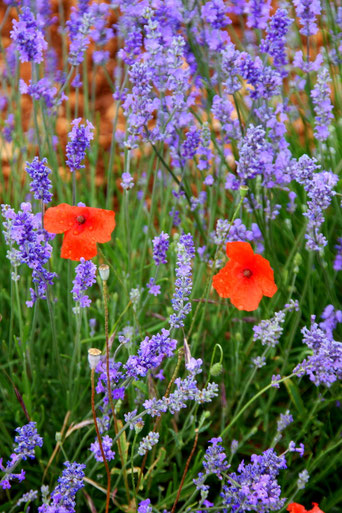 Bild: Mohnblüte im Lavendelfeld