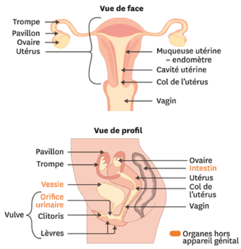 Schémas simplifiés des organes génitaux féminins internes