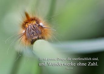 Raupe der Glasglucke, Christliche Karten, Mirjam Dentler