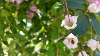 Marienkäfer sexueller Blütenbesuch Blumenparadies intime Begegnung