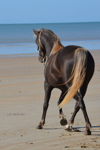 Flavie jument rocky mountain de robe chocolat ou black silver avec les crins blonds sur la plage en vendée
