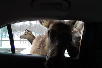 Parc-Omega-Québec