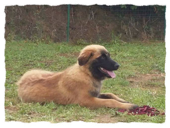 Chiot Estrela à l'école pour chiots à Dax