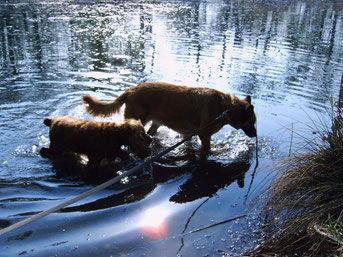 Foto von Lisa: Cora und Hexe. Meine Cora (Schäfermischling) starb leider am 12. November 2008, meine Hexe musste am 21. April 2012 eingeschläfert werden.