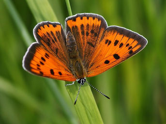 Großer Feuerfalter Lycaena dispar in Sachsen Tagfalter Pollrich