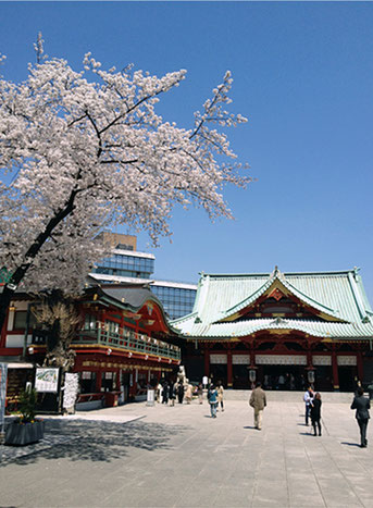 神田神社（神田明神） 桜