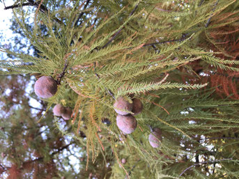 Imagen 18. Taxodium distichum (ciprés de los pantanos).