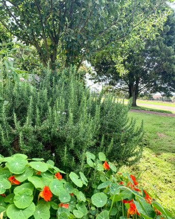 The lush green end to Summer.