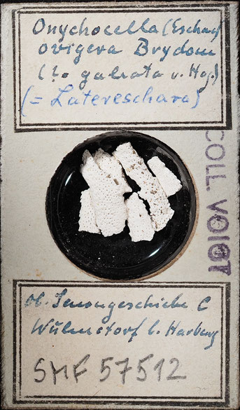 Senckenberg, Bryozoa, Bryozoen, Moostierchen, Sammlung Voigt