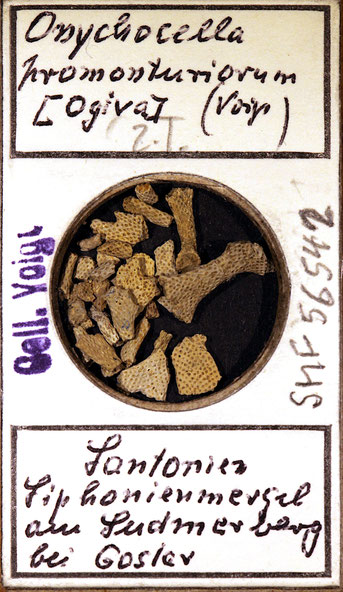 Senckenberg, Bryozoa, Bryozoen, Moostierchen, Sammlung Voigt