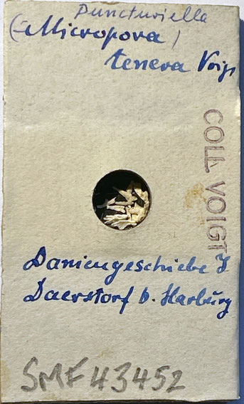 Senckenberg, Bryozoa, Bryozoen, Moostierchen, Sammlung Voigt