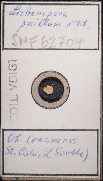 Senckenberg, Bryozoa, Bryozoen, Moostierchen, Sammlung Voigt