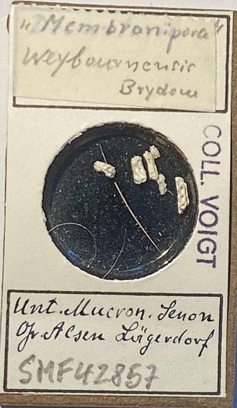 Senckenberg, Bryozoa, Bryozoen, Moostierchen, Sammlung Voigt