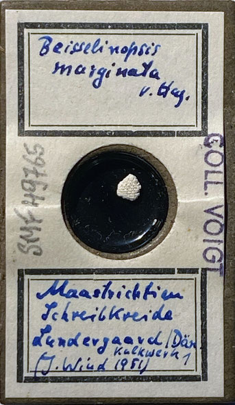Senckenberg, Bryozoa, Bryozoen, Moostierchen, Sammlung Voigt