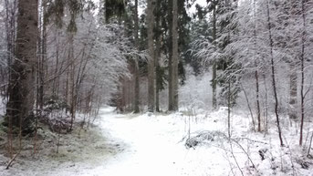 Weg durch unseren Hofeigenen Wald