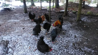Die Hühner wollen versorgt werden.
