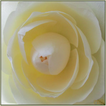 pureness of a white rose
