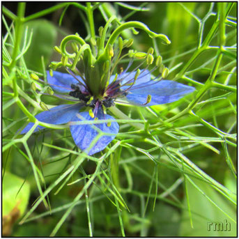 blue blackseed (Nigella sativa)