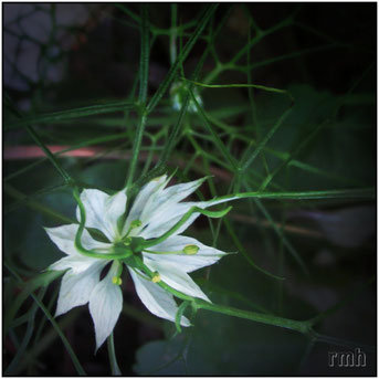 white blackseed blossom