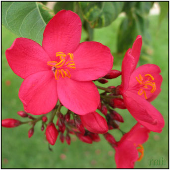 tropical flowers