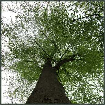 magnificent beech in spring ...