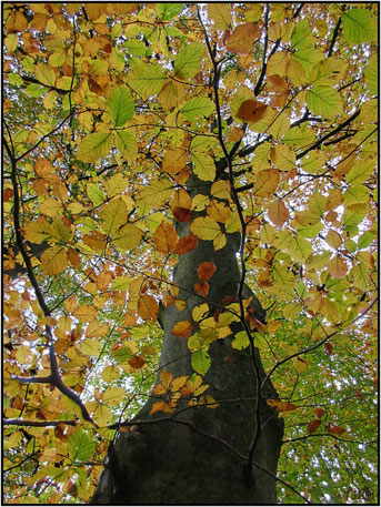 ... and in fall.