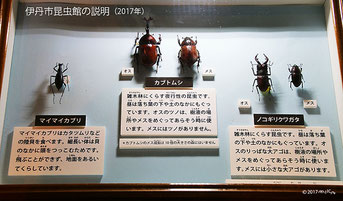 伊丹市立昆虫館のカブトムシとクワガタの説明