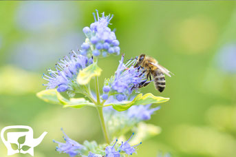 Bartblumengewimmel 09/2012