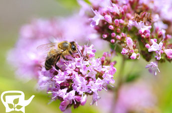 Insektenfülle 07/2012