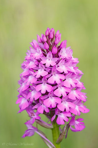 Blütenstand der Pyramidenorchi (Anacamptis pyramidalis)