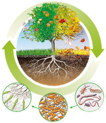 Biologischer Kreislauf der Natur (Quelle: terra institute)