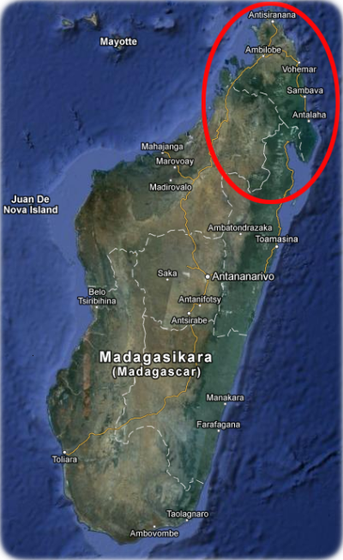 Steckbrief Phelsuma grandis